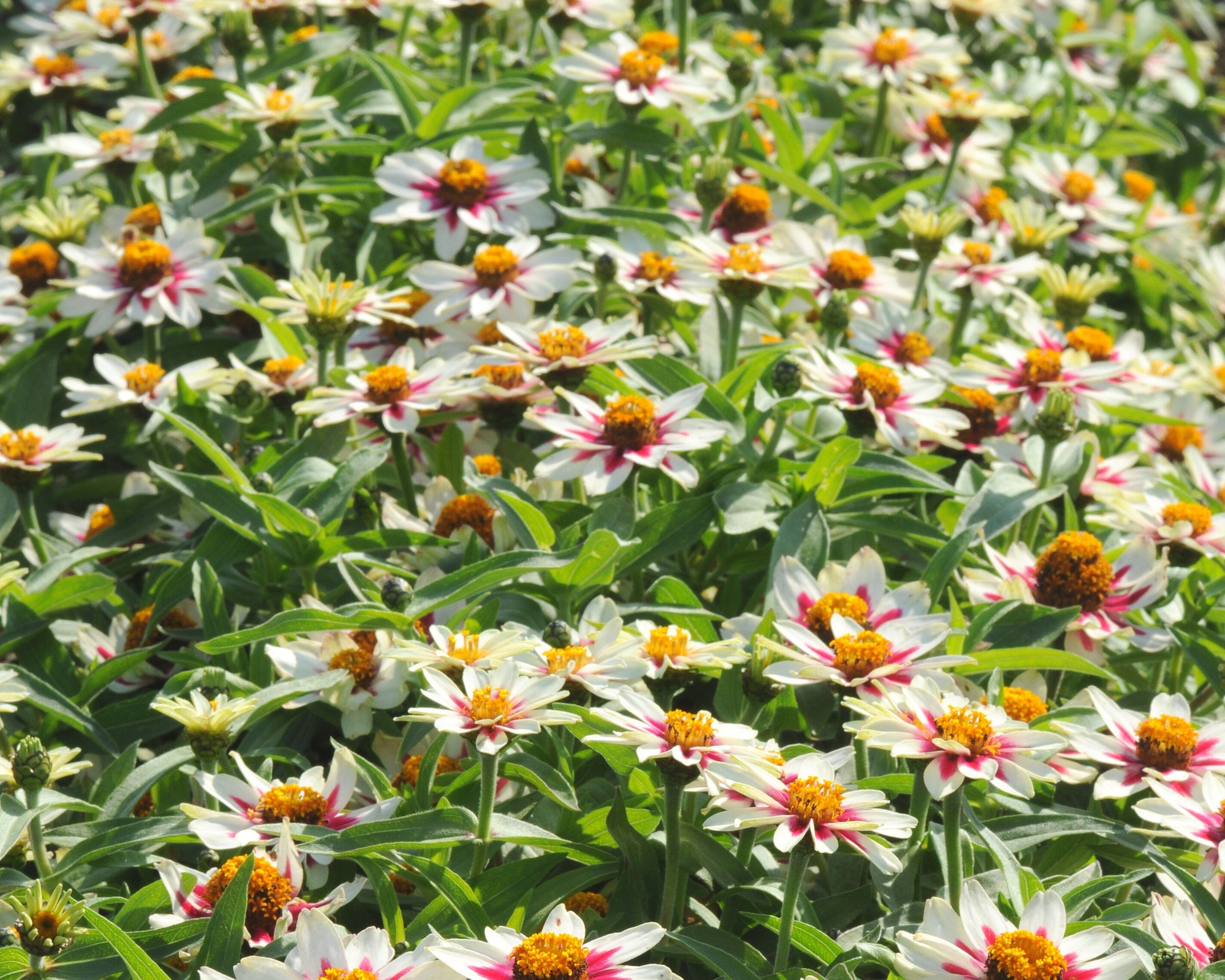 Packet of Zahara Starlight Rose Zinnia seeds from Seeds 'n Such, showing vibrant pink and rose-colored flower seeds.