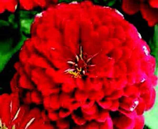 Packet of Dreamland Hybrid Red Zinnia Seeds by Seeds 'n Such showing 10 to 12 vibrant red zinnia flower seeds.
