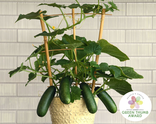 Packet of Seeds 'n Such Quick Snack Hybrid Cucumber Seeds with 10-12 seeds for home gardening and fresh cucumber harvest.