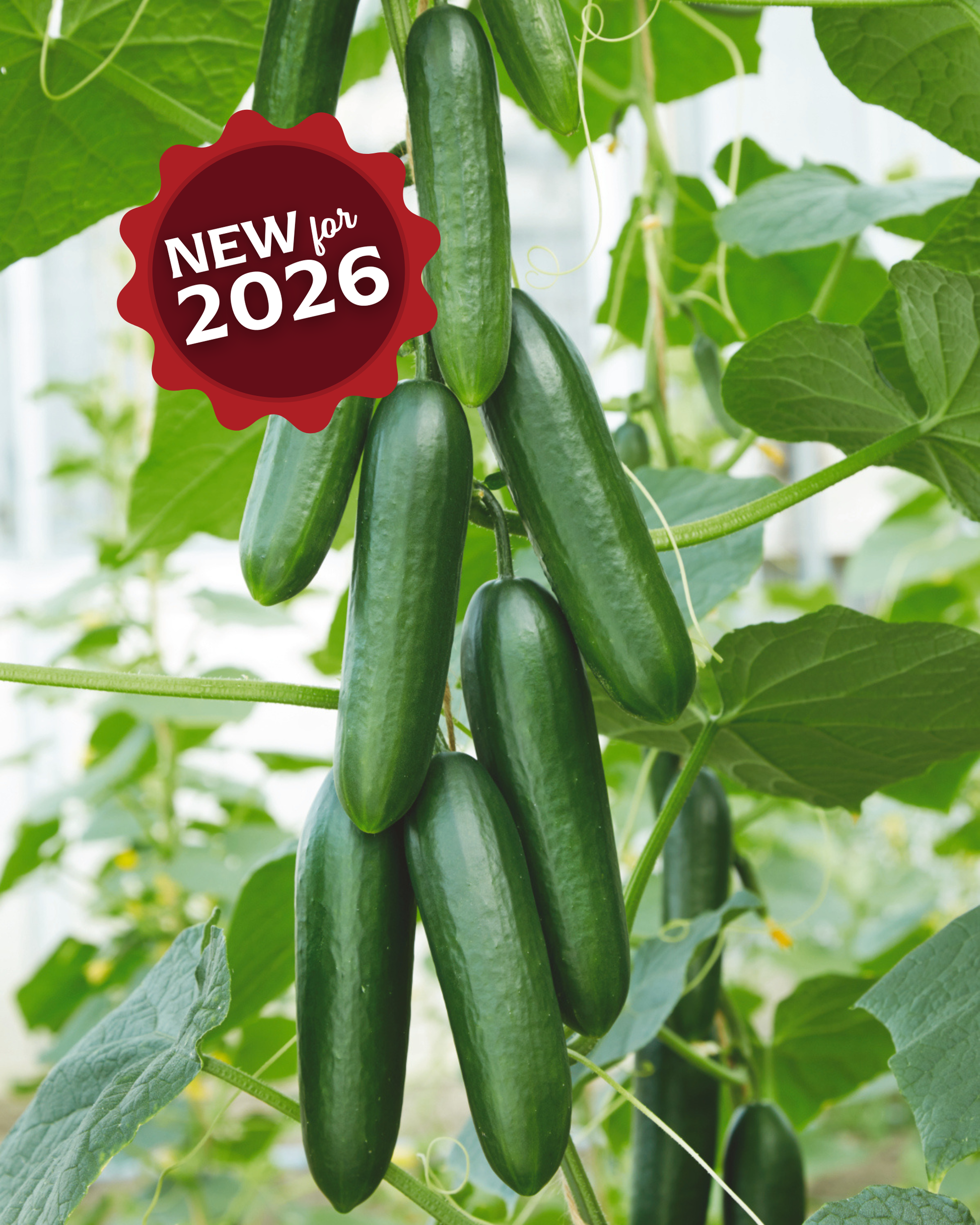 Packet of Seeds 'n Such Snack Hybrid Cucumber Seeds showing 10 to 12 seeds for planting and gardening