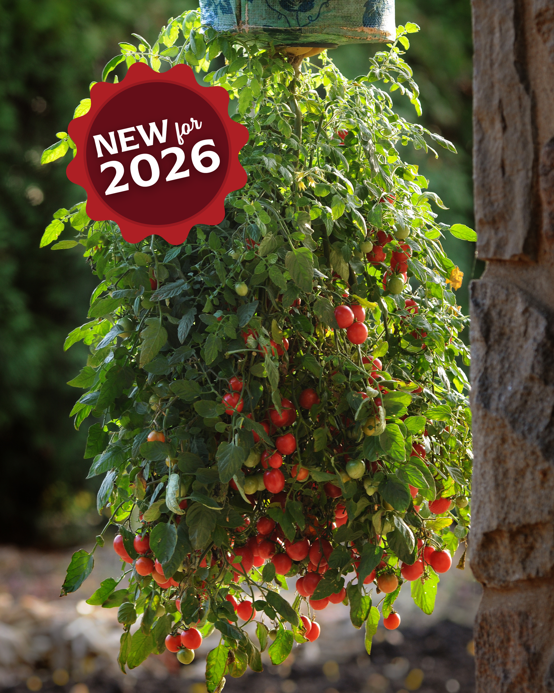 Packet of Seeds 'n Such Topsy Tom Hybrid Tomato Seeds with 10 to 12 seeds for planting and growing healthy tomato plants.