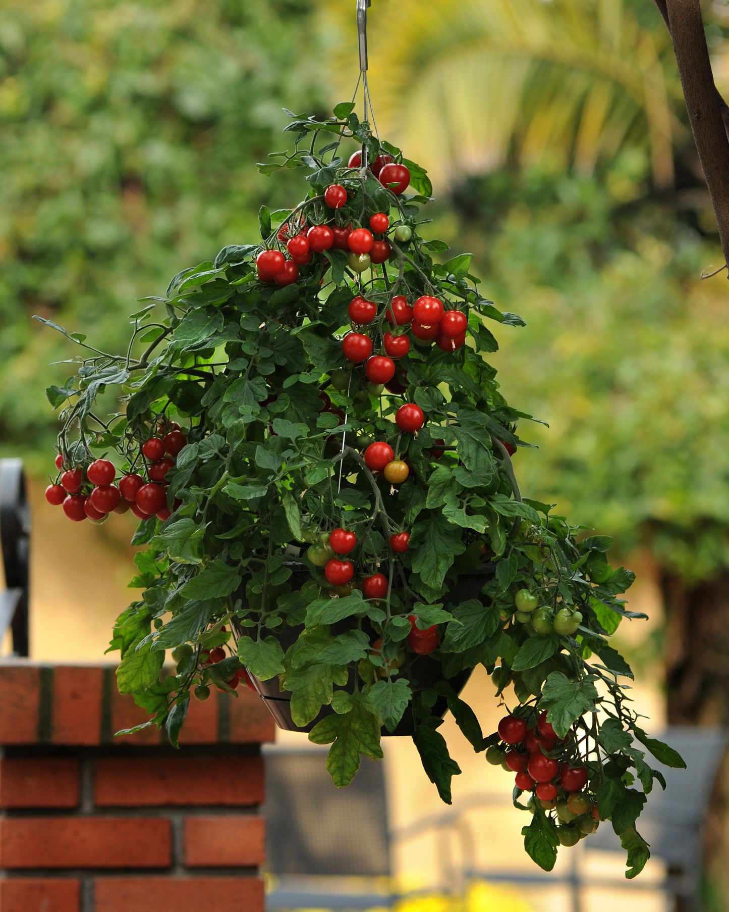 Packet of Seeds 'n Such Topsy Tom Hybrid Tomato Seeds showing 10 to 12 seeds in a colorful packet.