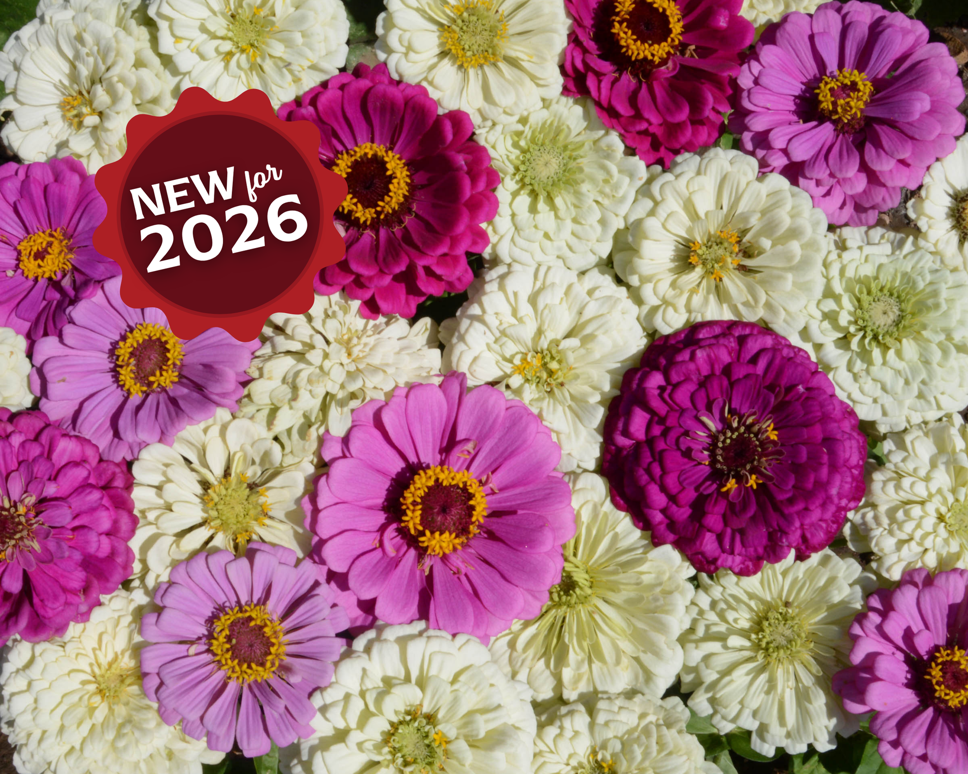 Blueberry Cheesecake Mix Zinnia seeds packet from Seeds 'n Such, contains 100 vibrant flower seeds for gardening