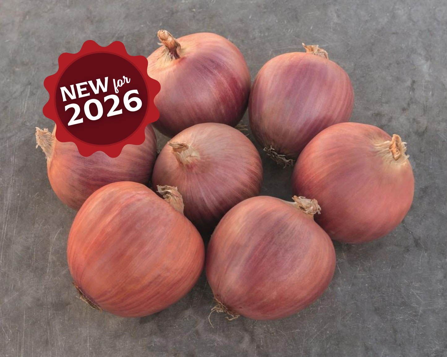 Packet of Seeds 'n Such Blush Hybrid Onion Seeds showing 100 seed packets for planting and gardening.