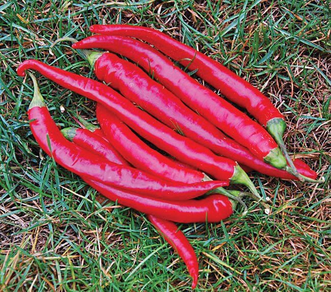 Packet of Seeds 'n Such Cayenne large red hot pepper seeds showing bright red pepper images on the packet.