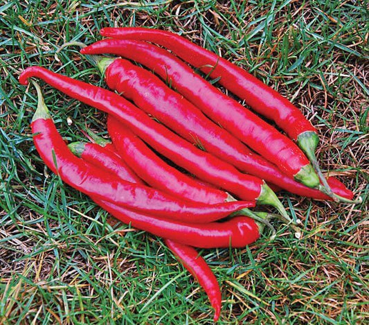 Packet of Seeds 'n Such Cayenne large red hot pepper seeds showing bright red pepper images on the packet.
