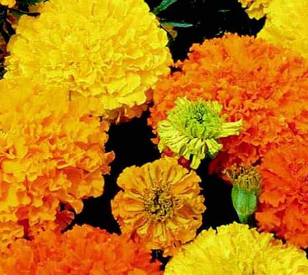Packet of Crackerjack Mix Marigold Seeds from Seeds 'n Such, showing vibrant marigold seed packet with colorful flower illustrations.
