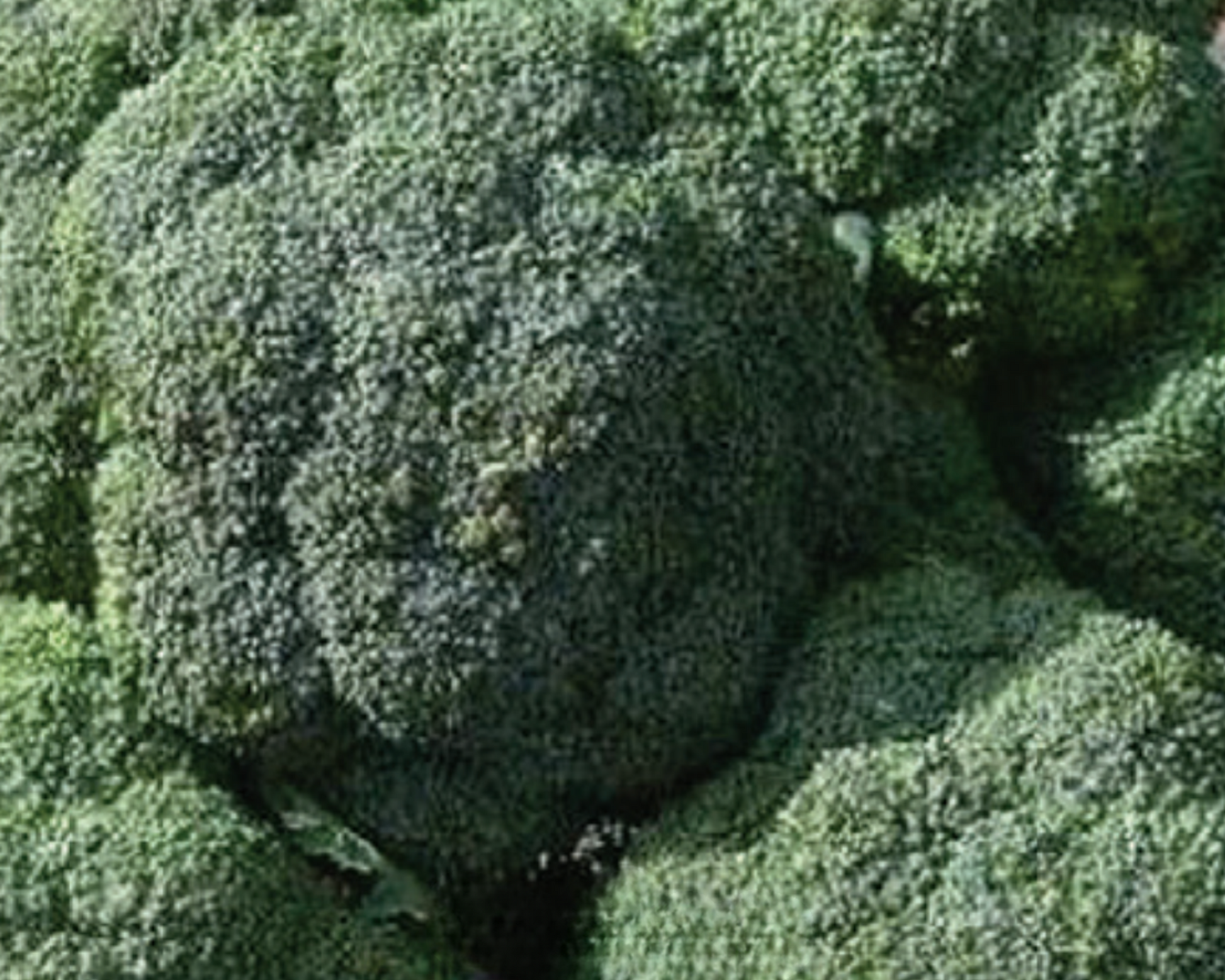 Packet of Seeds 'n Such De Cicco broccoli seeds showing 100 seeds in the packet for planting and gardening.