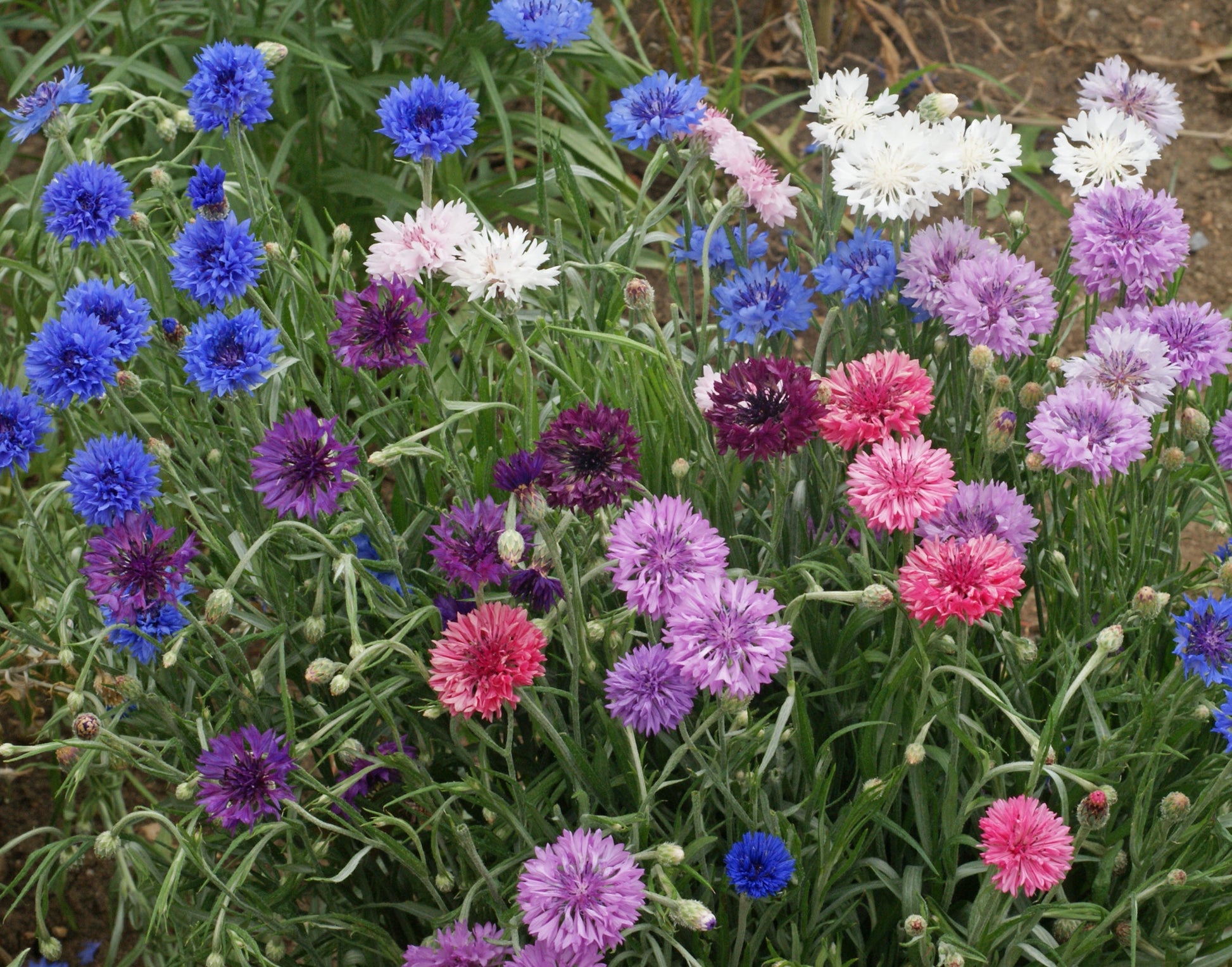 Packet of Seeds 'n Such Dwarf Polka Dot Mix Bachelor's Button flower seeds with colorful, dotted blooms for garden planting.