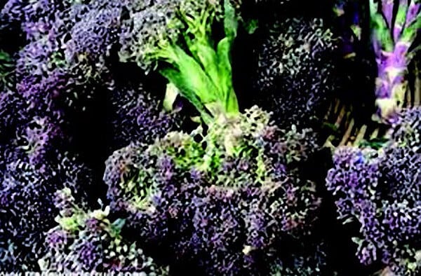 Packet of Seeds 'n Such Early Purple Sprouting seeds showing a colorful label for growing purple sprouting broccoli.