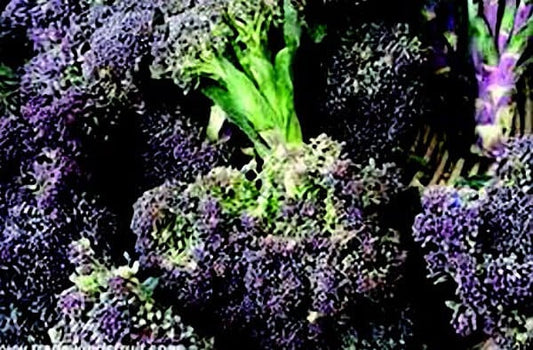 Packet of Seeds 'n Such Early Purple Sprouting seeds showing a colorful label for growing purple sprouting broccoli.
