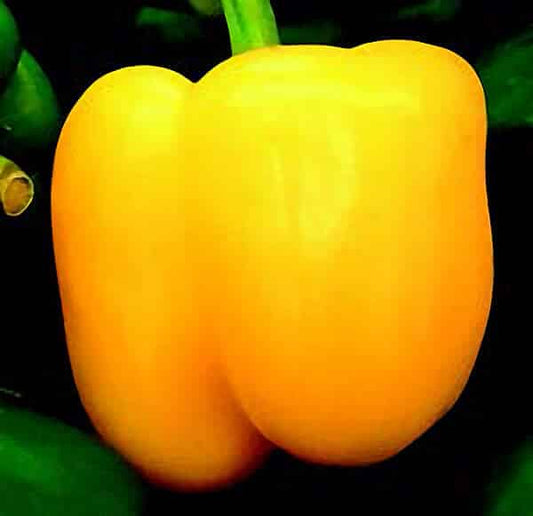 Golden Calwonder pepper seeds packet from Seeds 'n Such, showing 100 vibrant seed grains for gardening.