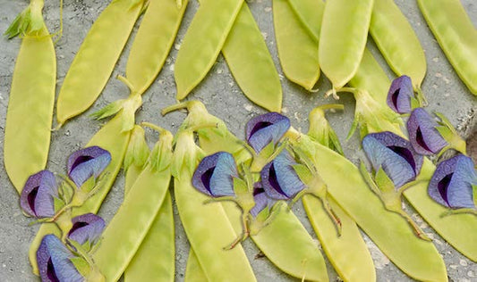 Golden Sweet Snow Pea Seeds packet from Seeds 'n Such showcasing 100 seeds for planting healthy, flavorful snow peas.