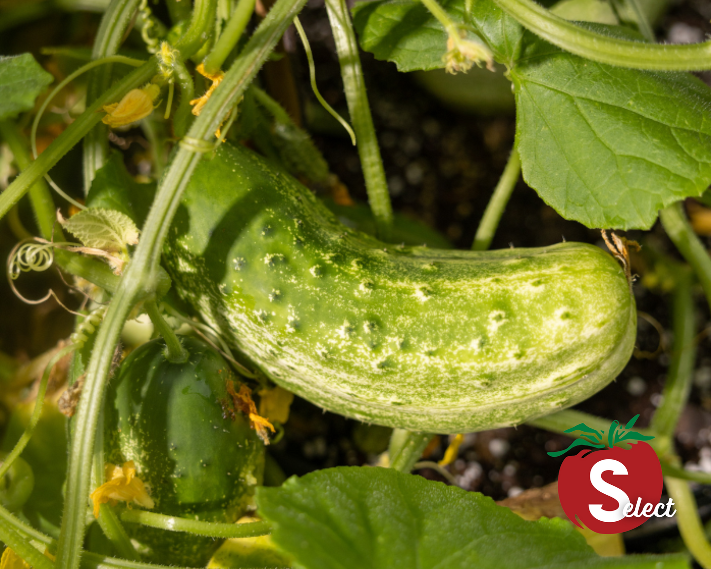 Packet of Seeds 'n Such homemade pickle cucumber seeds with 100 seeds in a clear packet, ready for planting.