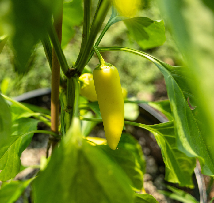 Packet of Seeds 'n Such Hungarian Yellow Hot Wax Pepper Seeds showing bright yellow pepper seed packet with 100 seeds.