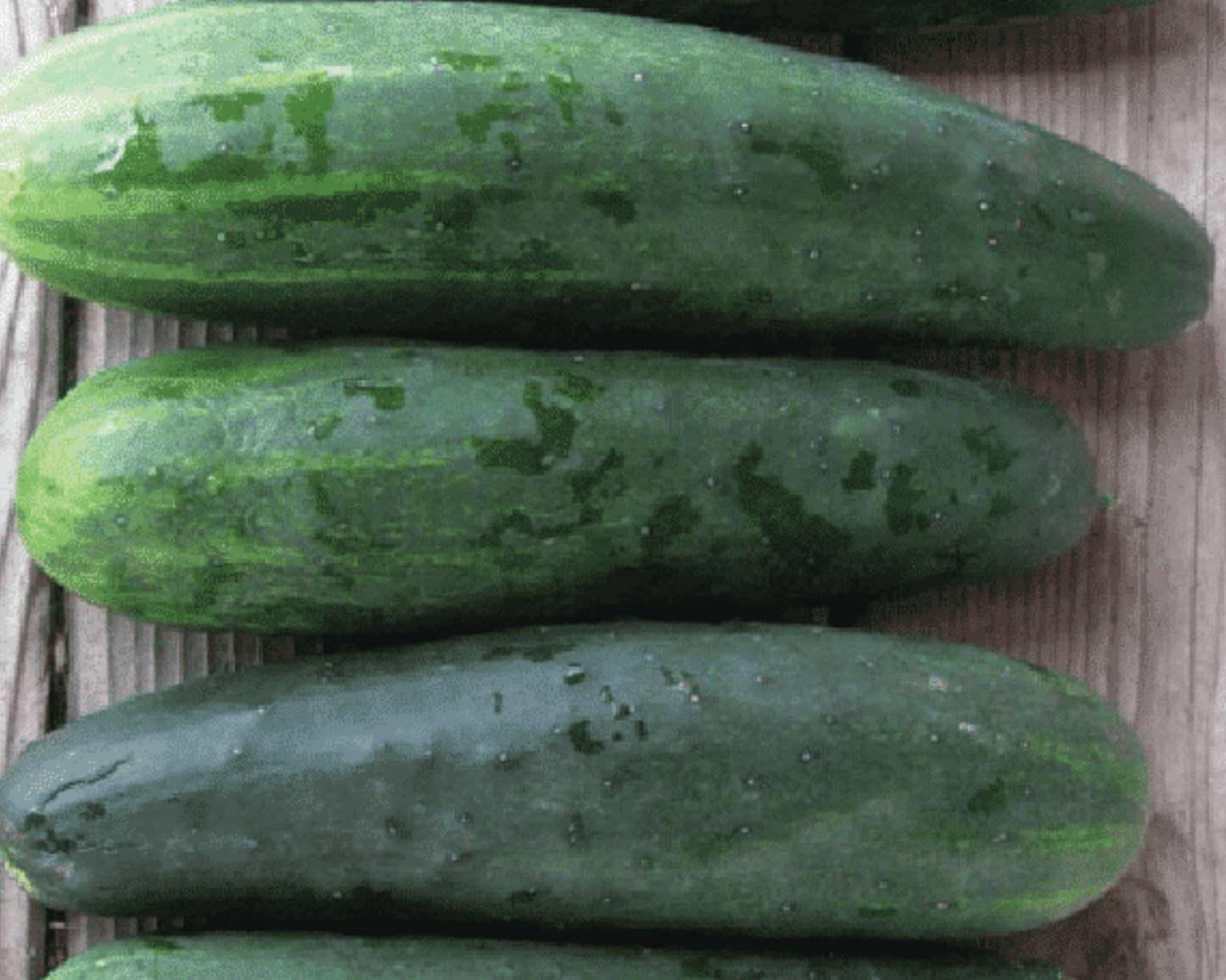Packet of Seeds 'n Such Marketmore 76 cucumber seeds showing 100 seeds in a colorful packet.