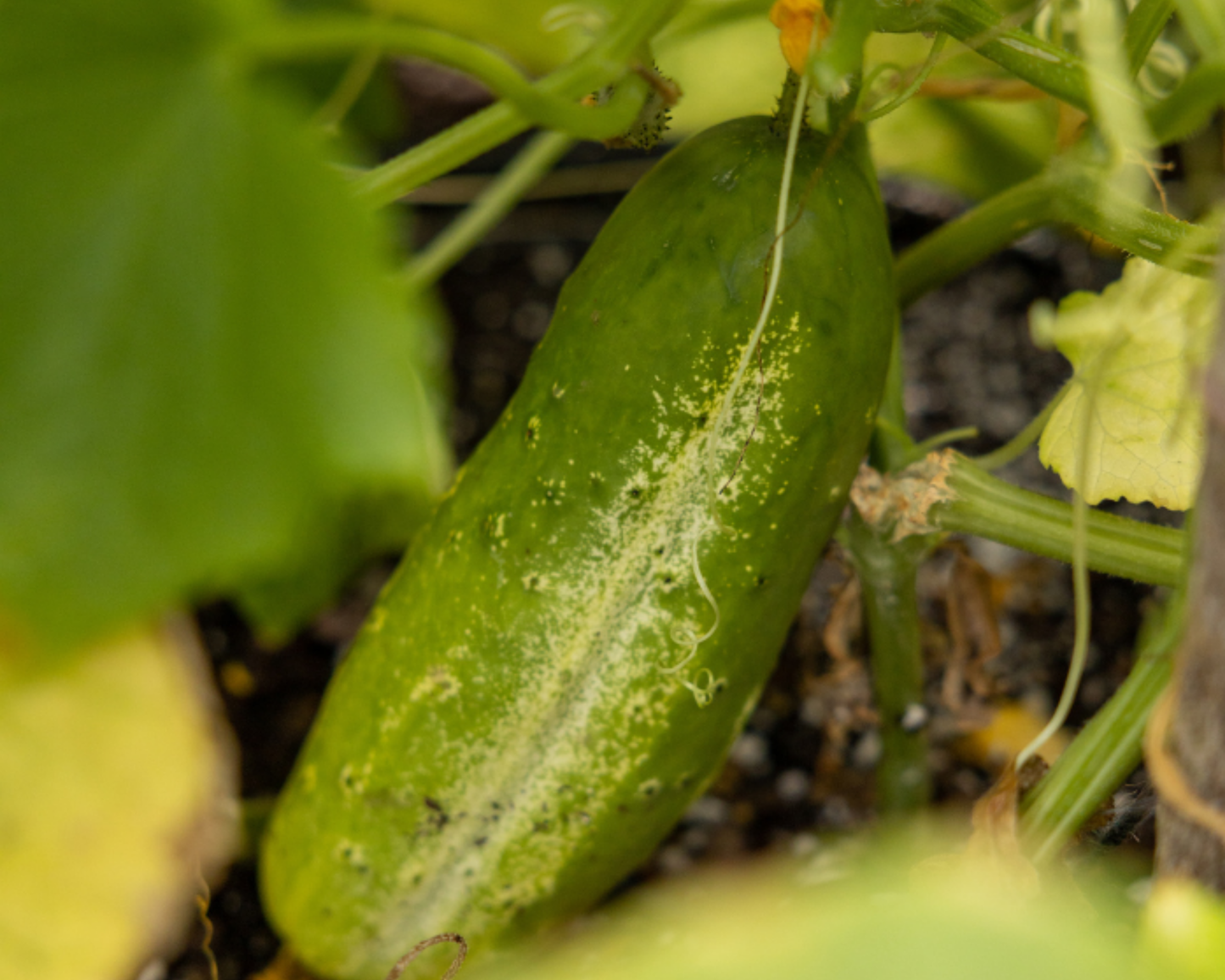 Packet of Seeds 'n Such National Pickling Cucumber Seeds showing 100 seeds in a labeled packet.