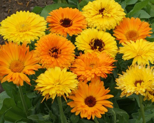 Packet of Seeds 'n Such Pacific Beauty Mix Calendula seeds showing vibrant orange and yellow flower seeds for planting.