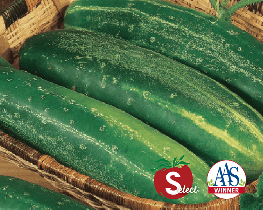 Packet of Straight Eight cucumber seeds from Seeds 'n Such, showing 100 seeds in a clear seed packet.