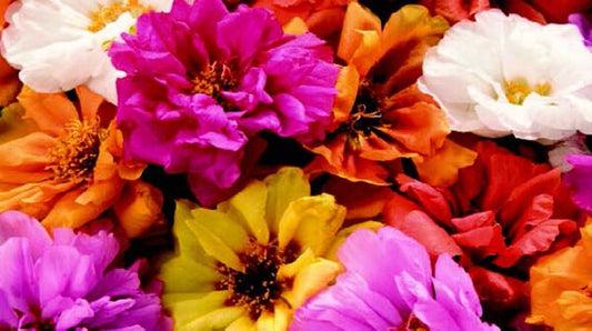 Packet of Seeds 'n Such Sundial Hybrid Mix Portulaca Seeds showing colorful flower seeds for garden planting