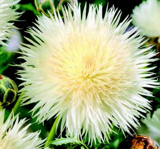 Packet of 100 Seeds 'n Such Bride Bachelor's Button flower seeds showing colorful flower buds and foliage.