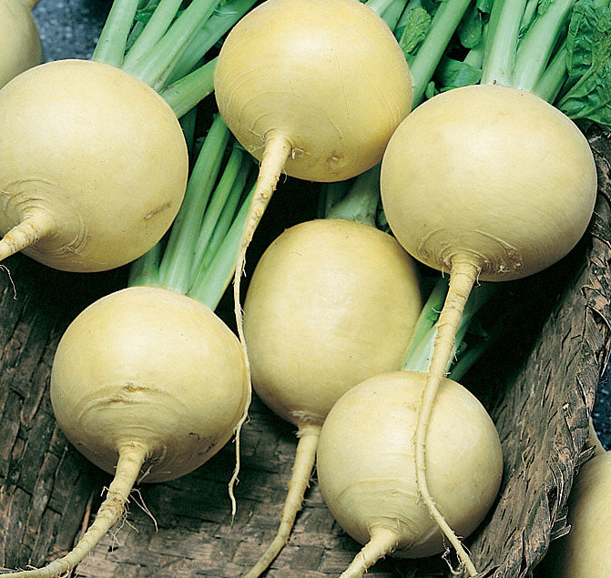 Golden Globe Turnip Seeds packet by Seeds 'n Such showing 1,000 seeds for planting and gardening.