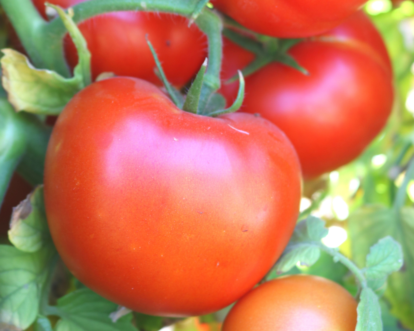Packet of Itz a Keeper hybrid tomato seeds by Seeds 'n Such, showing 12-15 seeds inside a colorful seed packet.