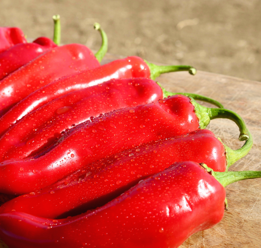 Packet of Seeds 'n Such Biggie Chile Hybrid Hot Pepper Seeds showing 12 to 15 pepper seeds in the packet.