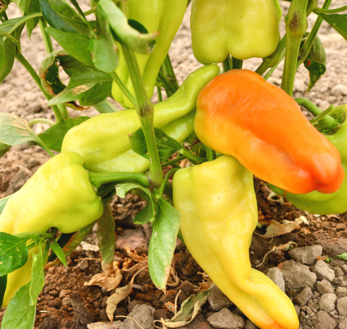 Biscayne Hybrid Pepper Seeds packet from Seeds 'n Such, showing 12 to 15 pepper seeds in a colorful packet.