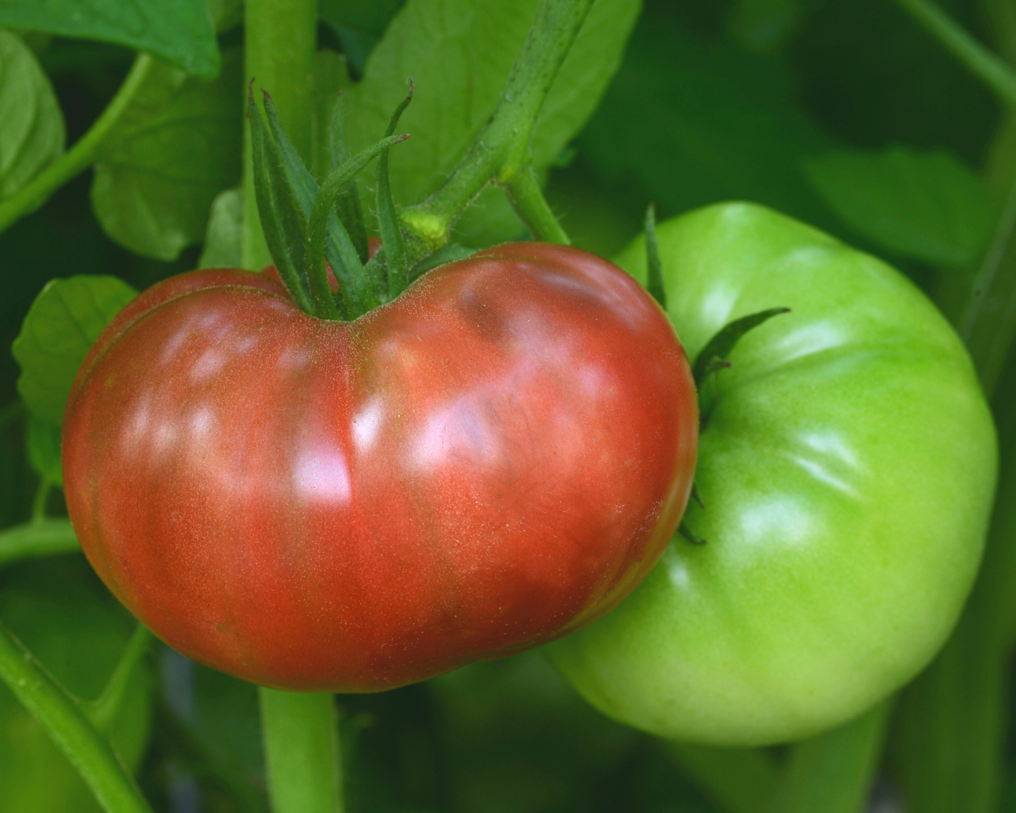 Cherokee Carbon Hybrid Tomato Seeds packet from Seeds 'n Such showing 12-15 seeds for planting and gardening.