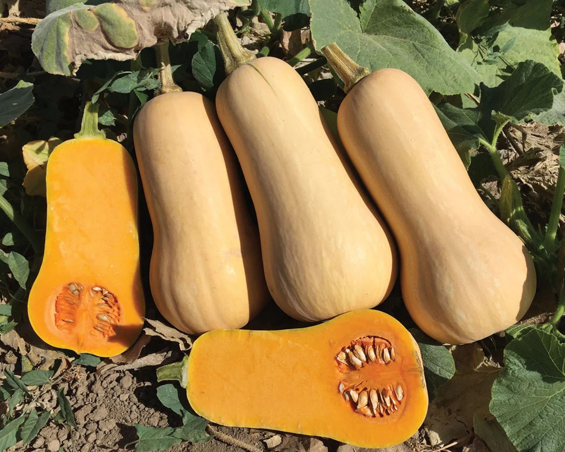 Early Nutter Hybrid Butternut Squash Seeds packet from Seeds 'n Such with 12 to 15 seeds inside.