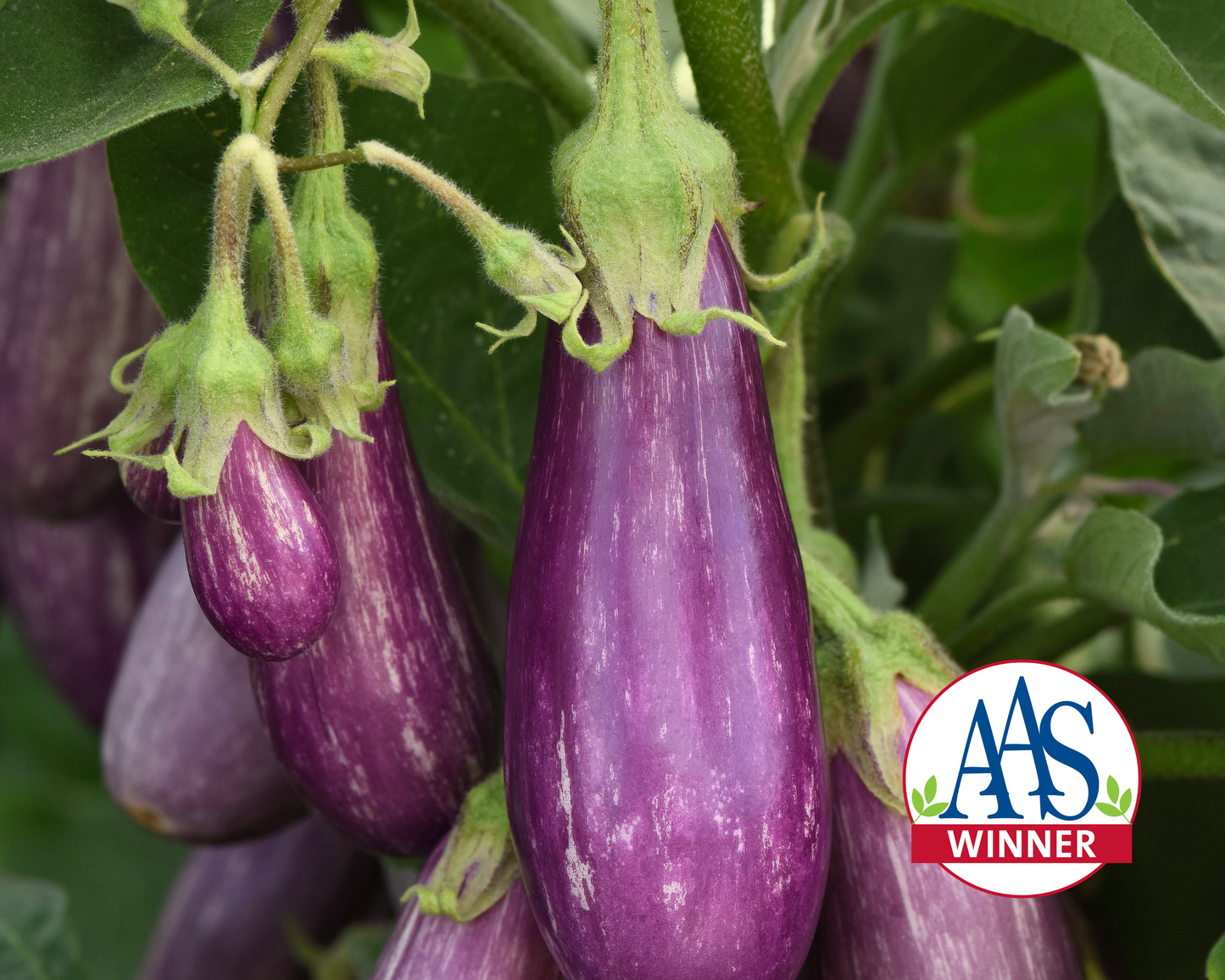 Packet of Fairy Tale Hybrid Eggplant Seeds by Seeds 'n Such, showing 12-15 seed packets for gardening and planting.