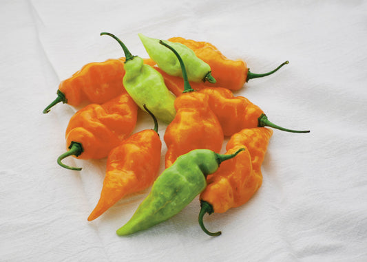 Packet of Seeds 'n Such Habanada pepper seeds showing 12 to 15 seeds in a clear packet.