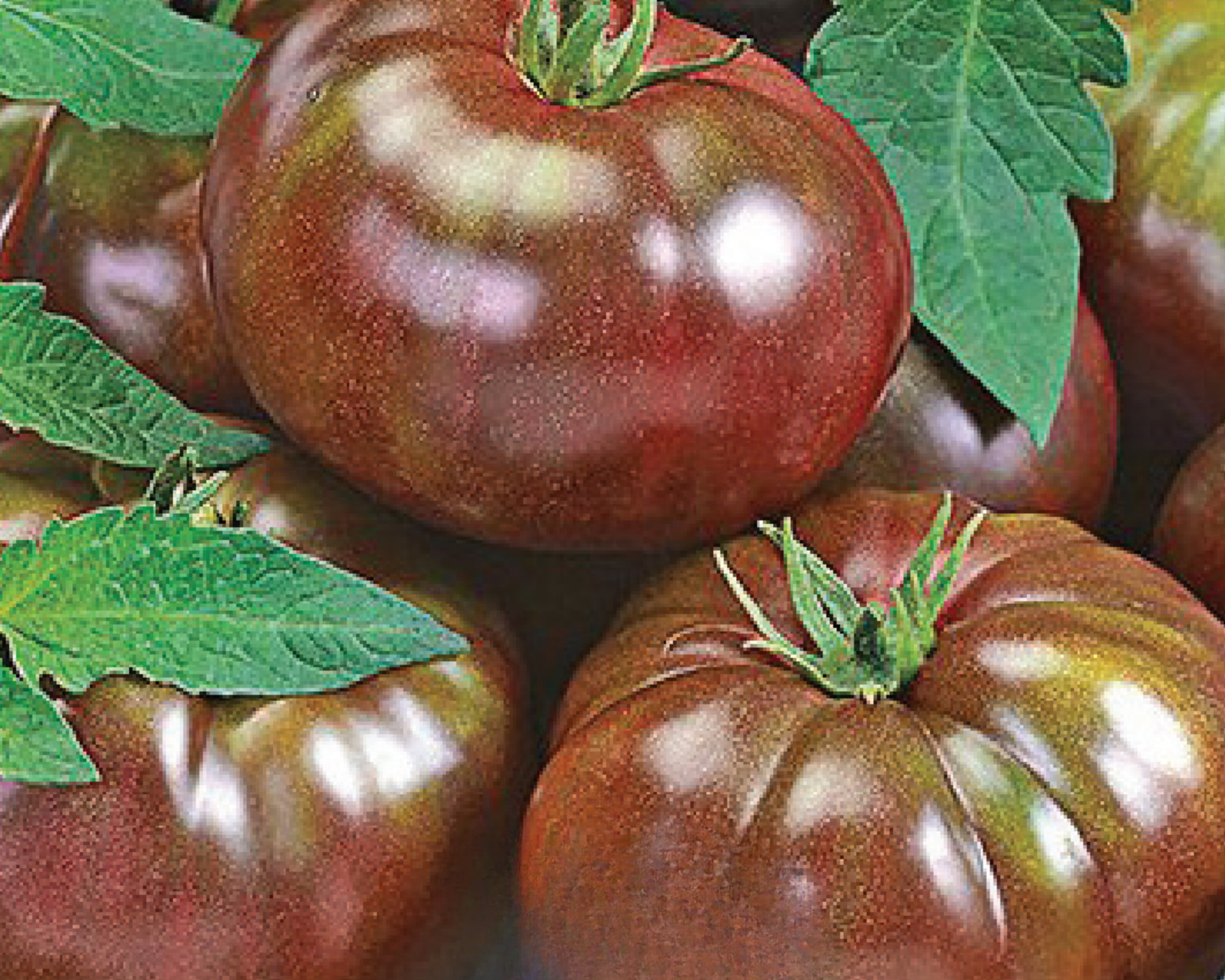 Heirloom Black Hybrid Tomato Seeds by Seeds 'n Such, packet showing 12-15 seeds for planting and growing black tomato varieties.
