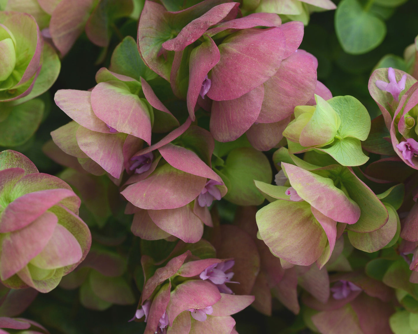 Packet of Seeds 'n Such Kirigami Ornamental Oregano with 12 to 15 seeds, showing colorful leaves and plant details.
