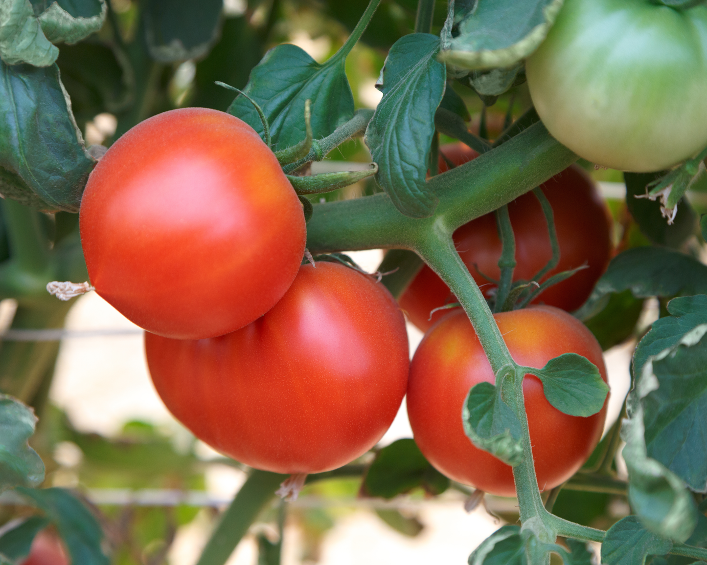 Packet of Seeds 'n Such Rubee Dawn Hybrid Tomato Seeds showing 12-15 seeds in a colorful packet.
