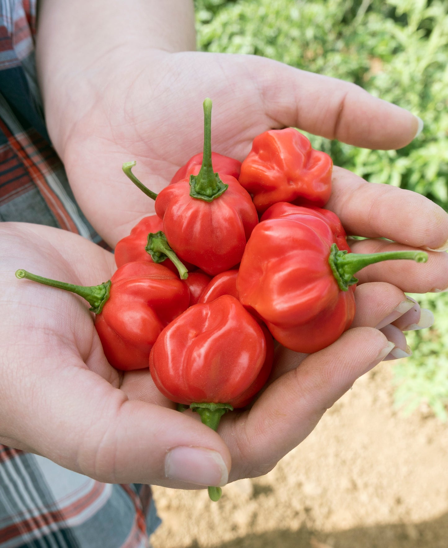 Packet of Scotch Bonnet Red Pepper Seeds from Seeds 'n Such, showing 12 to 15 seeds in a sealed packet.