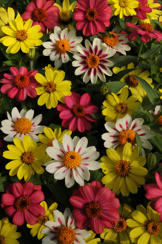 Zahara Raspberry Lemonade mixed hybrid Zinnia seeds packet from Seeds 'n Such with 12-15 seeds for vibrant garden blooms