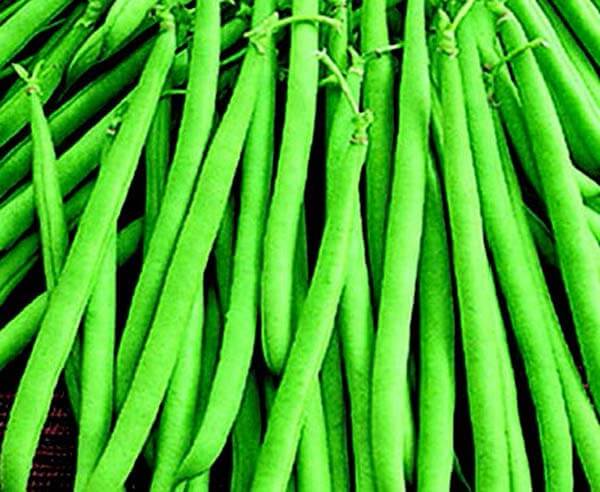 Packet of Maxibell Bush Bean Seeds from Seeds 'n Such, featuring 125 seeds for planting healthy, productive bush beans.