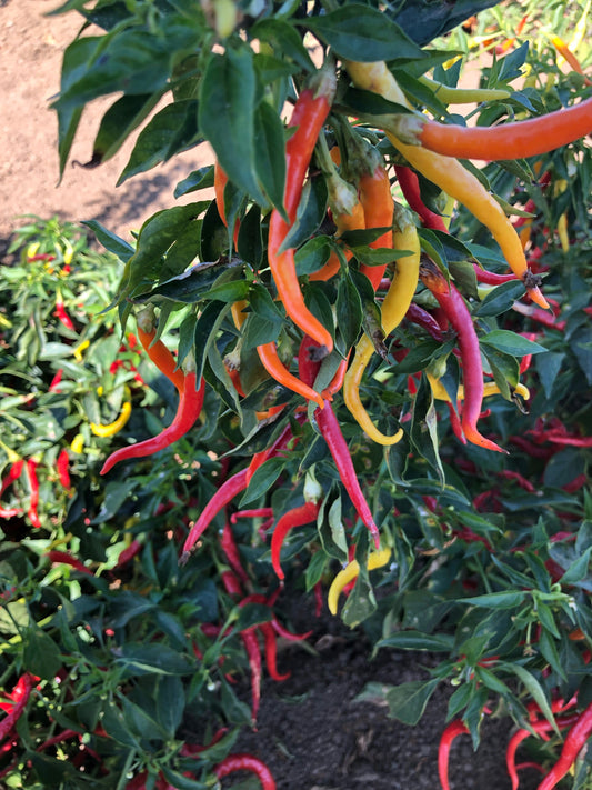Cayenne Sweetness Hybrid Pepper Seeds packet from Seeds 'n Such, showing 15-20 seeds for growing spicy sweet peppers.