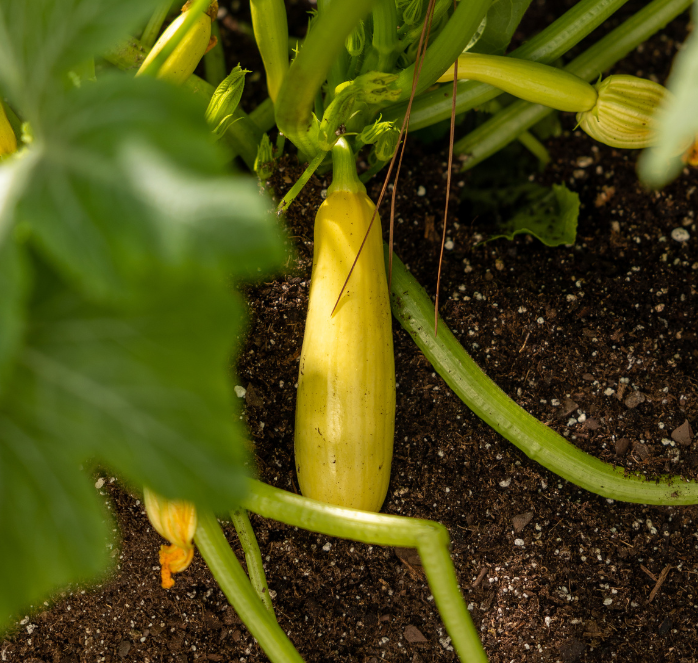 Packet of Seeds 'n Such Smooth Criminal Hybrid Summer Squash Seeds showing 15-20 seeds in a colorful packet.