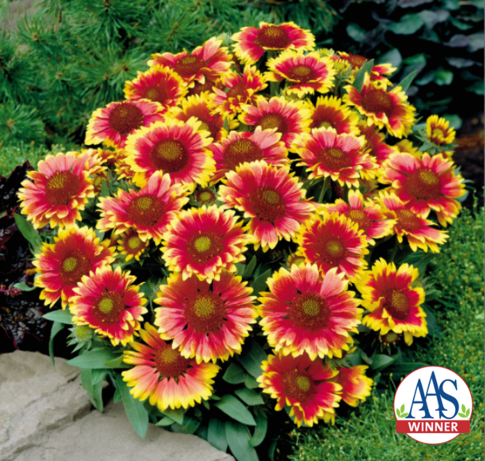 Packet of Arizona Sun Gaillardia Seeds from Seeds 'n Such showing 15 seeds in a colorful seed packet.