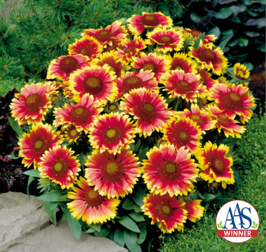 Packet of Arizona Sun Gaillardia Seeds from Seeds 'n Such showing 15 seeds in a colorful seed packet.