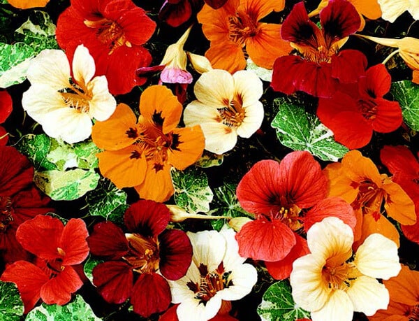 Packet of Seeds 'n Such Jewel of Africa Nasturtium Seeds showing 15 seeds in a bright packet.