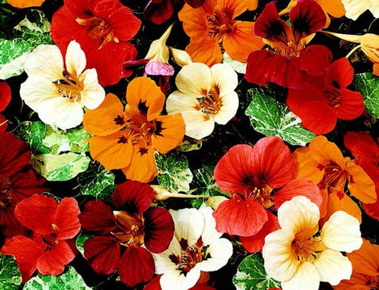 Packet of Seeds 'n Such Jewel of Africa Nasturtium Seeds showing 15 seeds in a bright packet.