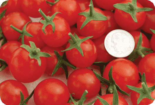 Packet of Seeds 'n Such Sweet Aperitif Tomato Seeds showing 15 seeds in a colorful seed packet.