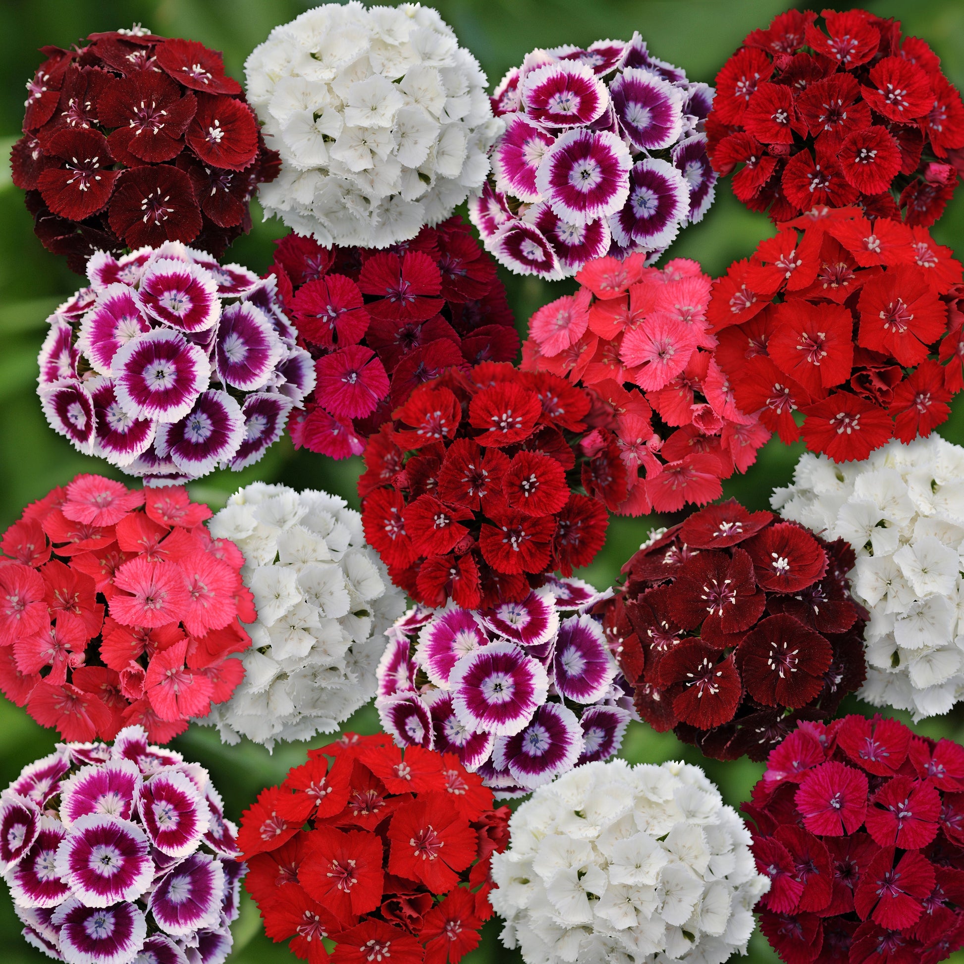 Packet of Seeds 'n Such Sweet Mix Dianthus Seeds showing colorful flower pellets for garden planting.