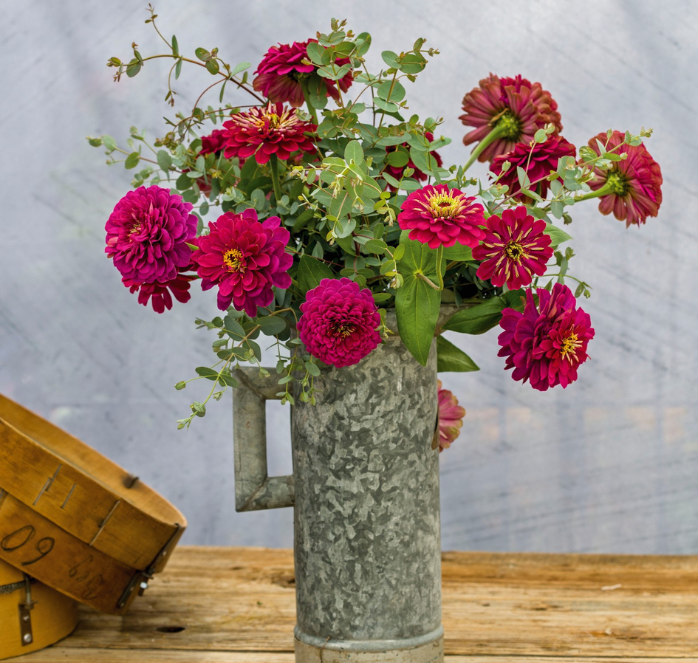 Packet of Seeds 'n Such Benary's Giant Wine Zinnia flower seeds with 15 to 20 seeds in a colorful packet.