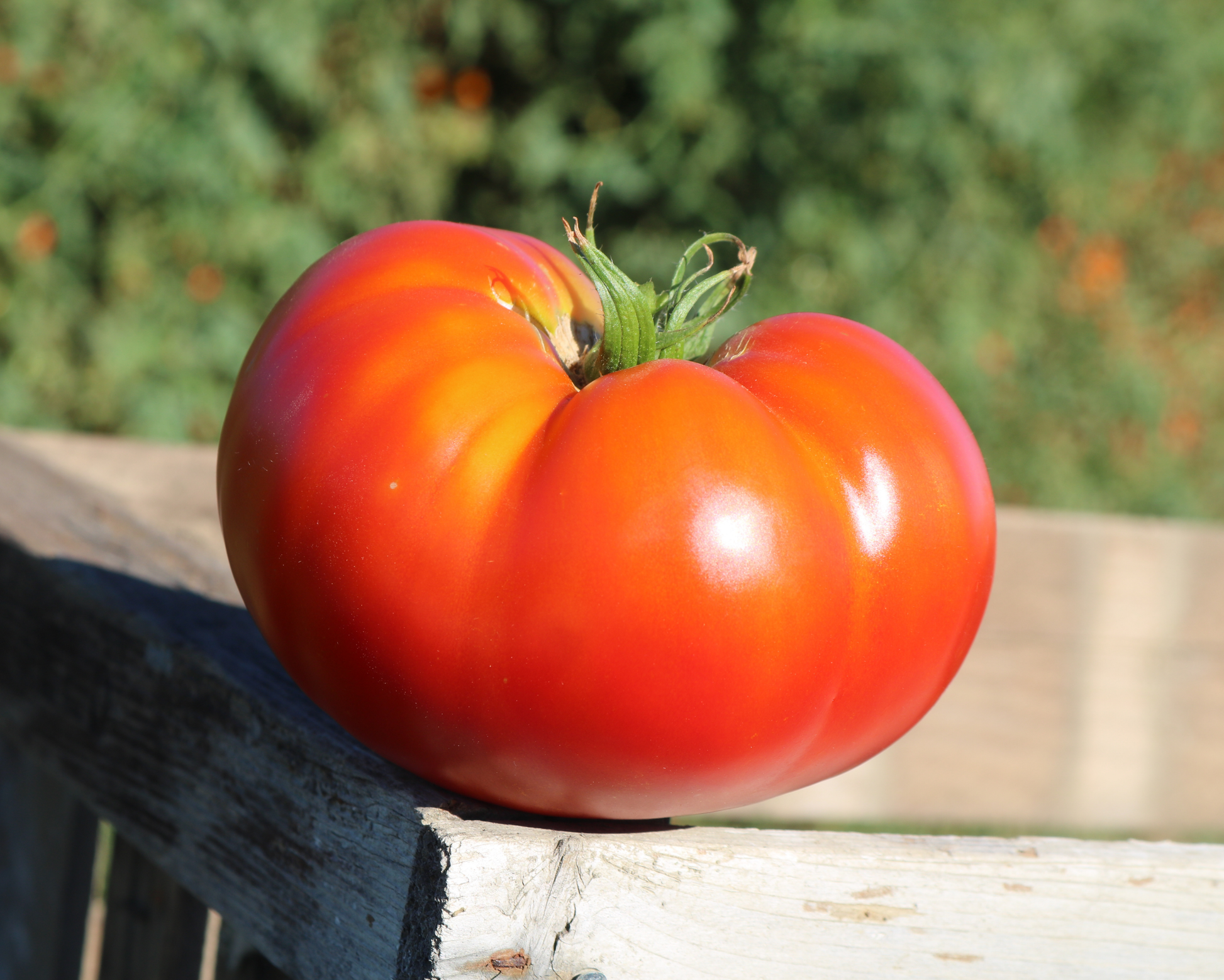 Packet of Seeds 'n Such Better Boy Plus Hybrid Tomato Seeds showing 15 to 20 seeds in a labeled packet