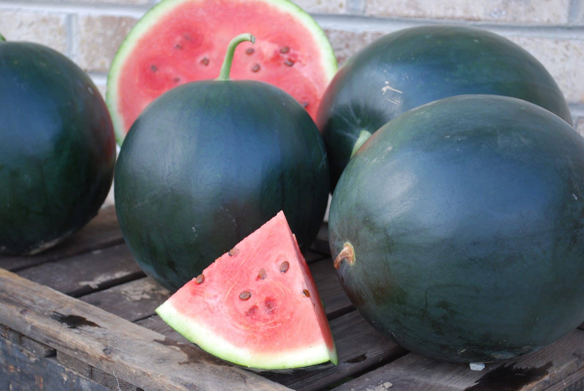 Packet of Blacktail Mountain Watermelon Seeds by Seeds 'n Such, showing 15-20 seeds in a clear seed packet.